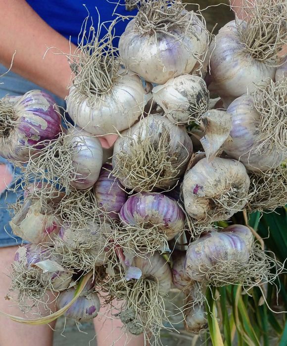 Vand usturoi de Copalau 100%bio