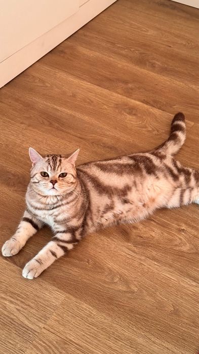 Вязка кота