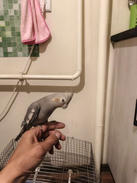 Korella sotiladi qafasi bilan 1 шт