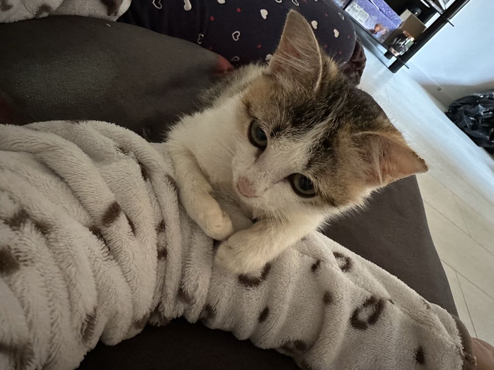 Бесплатно котенок