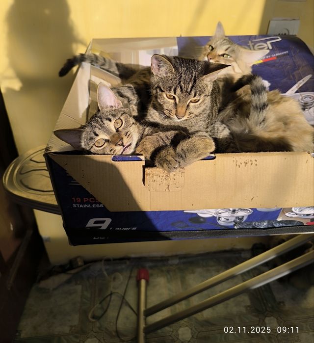 Отдам даром котят