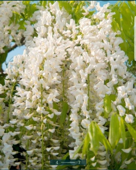 Glicina planta liana si parfumata