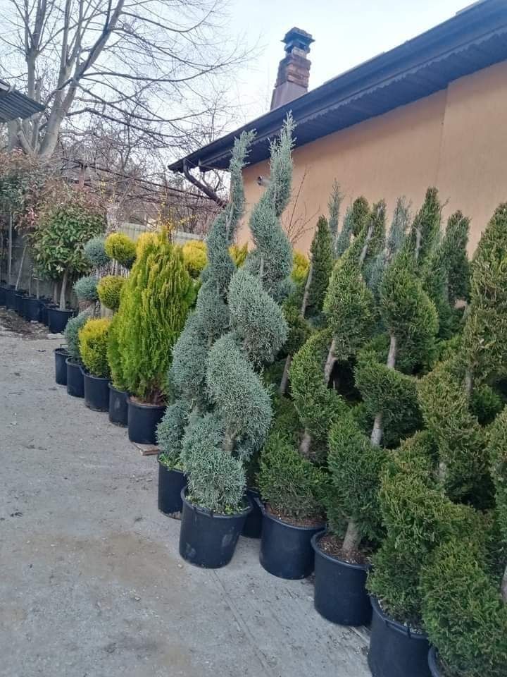 Plante ornamentale la ghiveci