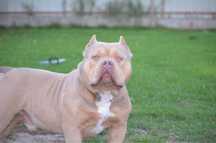 American bully pocket