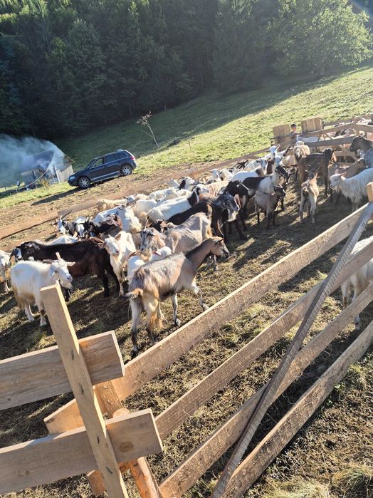 Vand 55 capre tinere si sănătoase