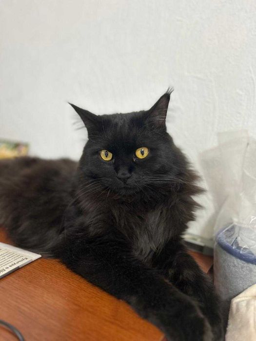 Котик СРОЧНО ищет новый дом