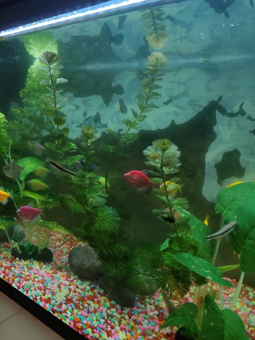 Acvariu complet cu pești ,plante și substrat