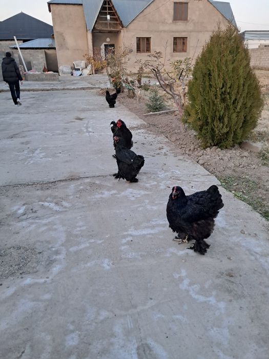 Курица брам яйцо несут