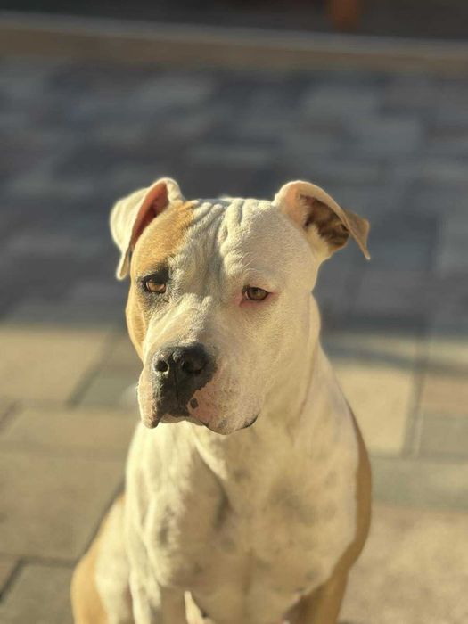 Donez Amstaff - varsta 1 an si 7 luni