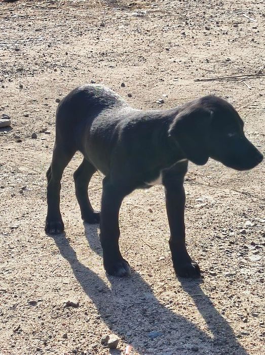 Продам породистую собаку