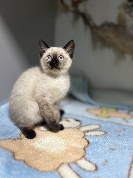 Продаеться Девочка Голубоглазая красотка