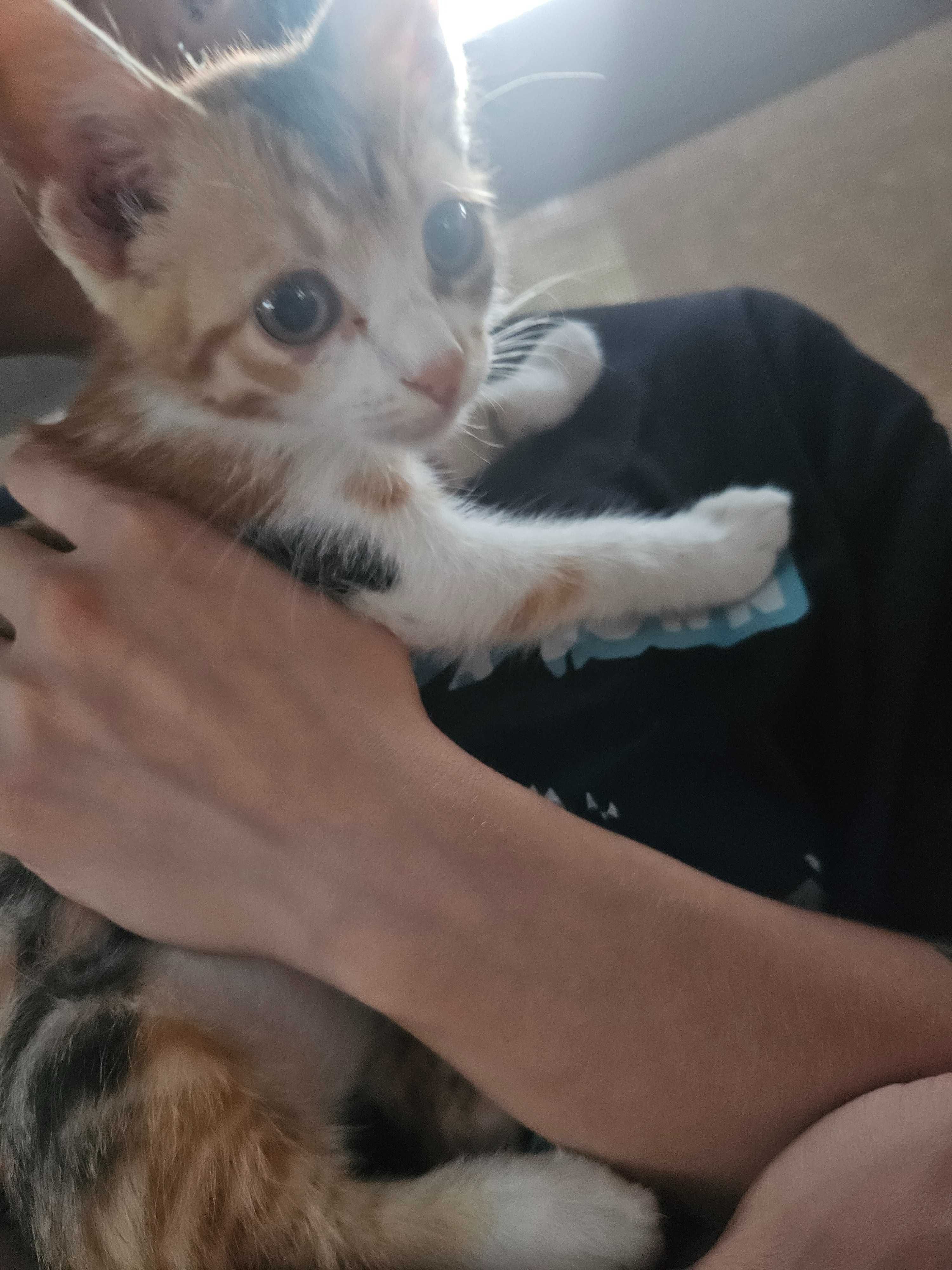 3 puiute de 2 luni jumate pentru adoptie
