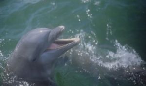 Esenta Delfin - Dolphin Essence - phiessences.com - ORIGINAL