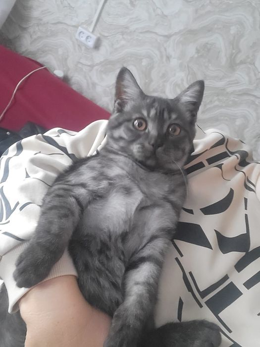 Шотландская прямоухая кошка