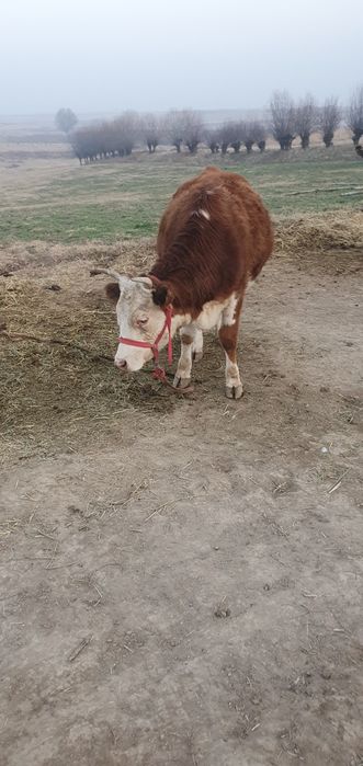 Semental mollar sotiladi