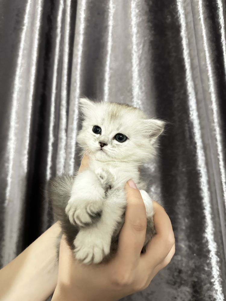 Британская шиншилла