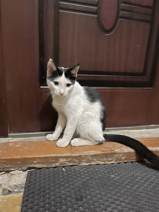 Котик в любящие ручки