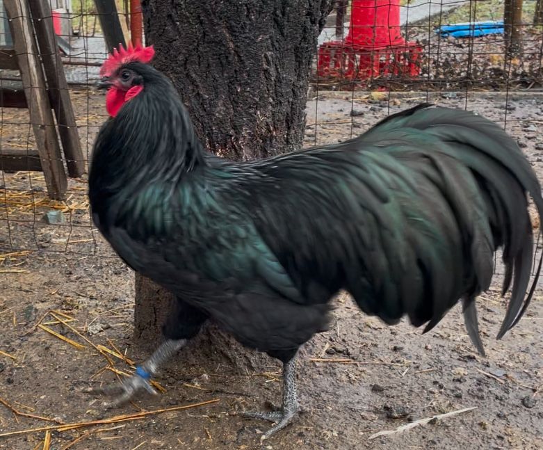 Oua incubat Australorp negru