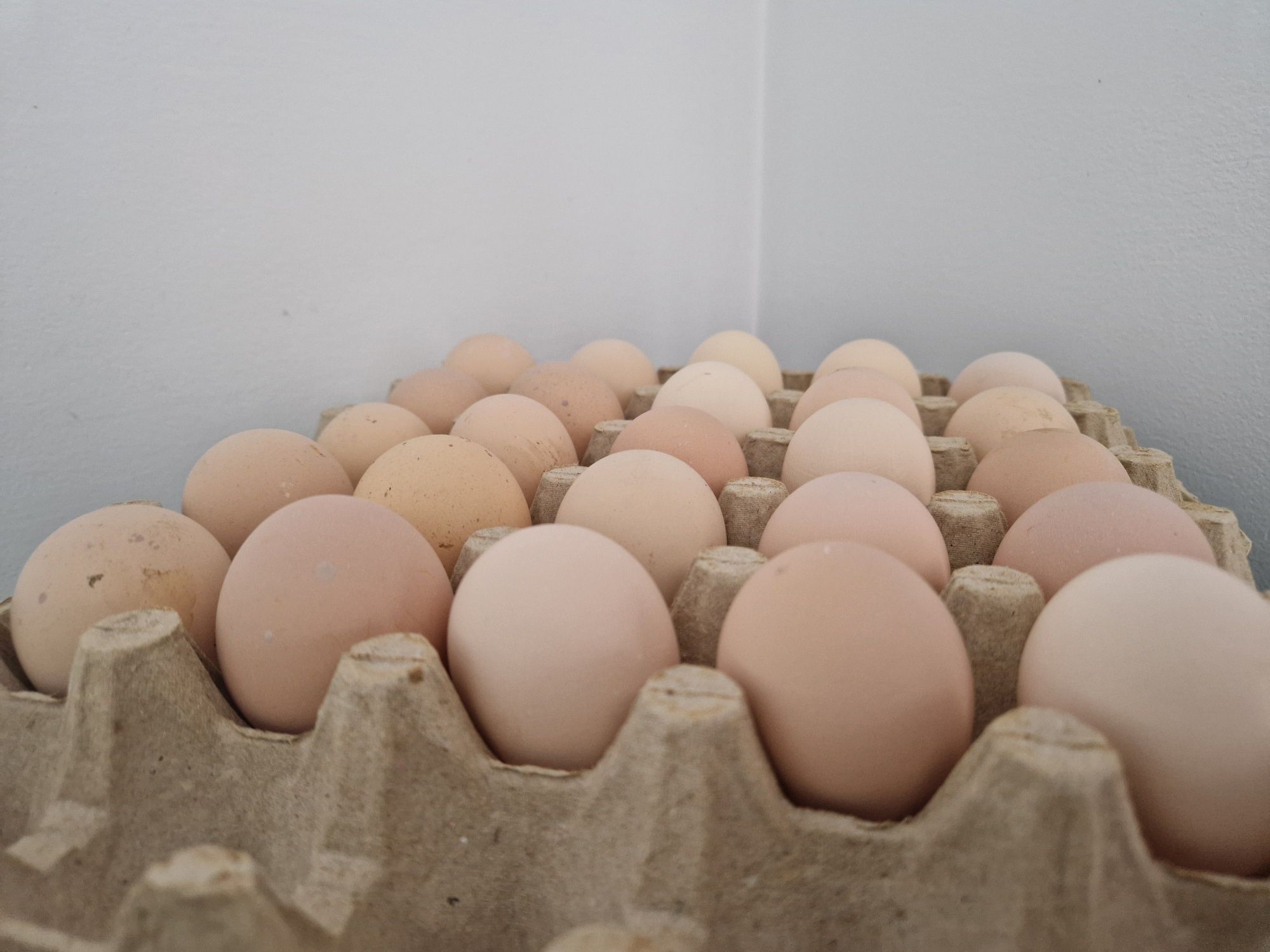 Ouă pentru incubat! Australorp