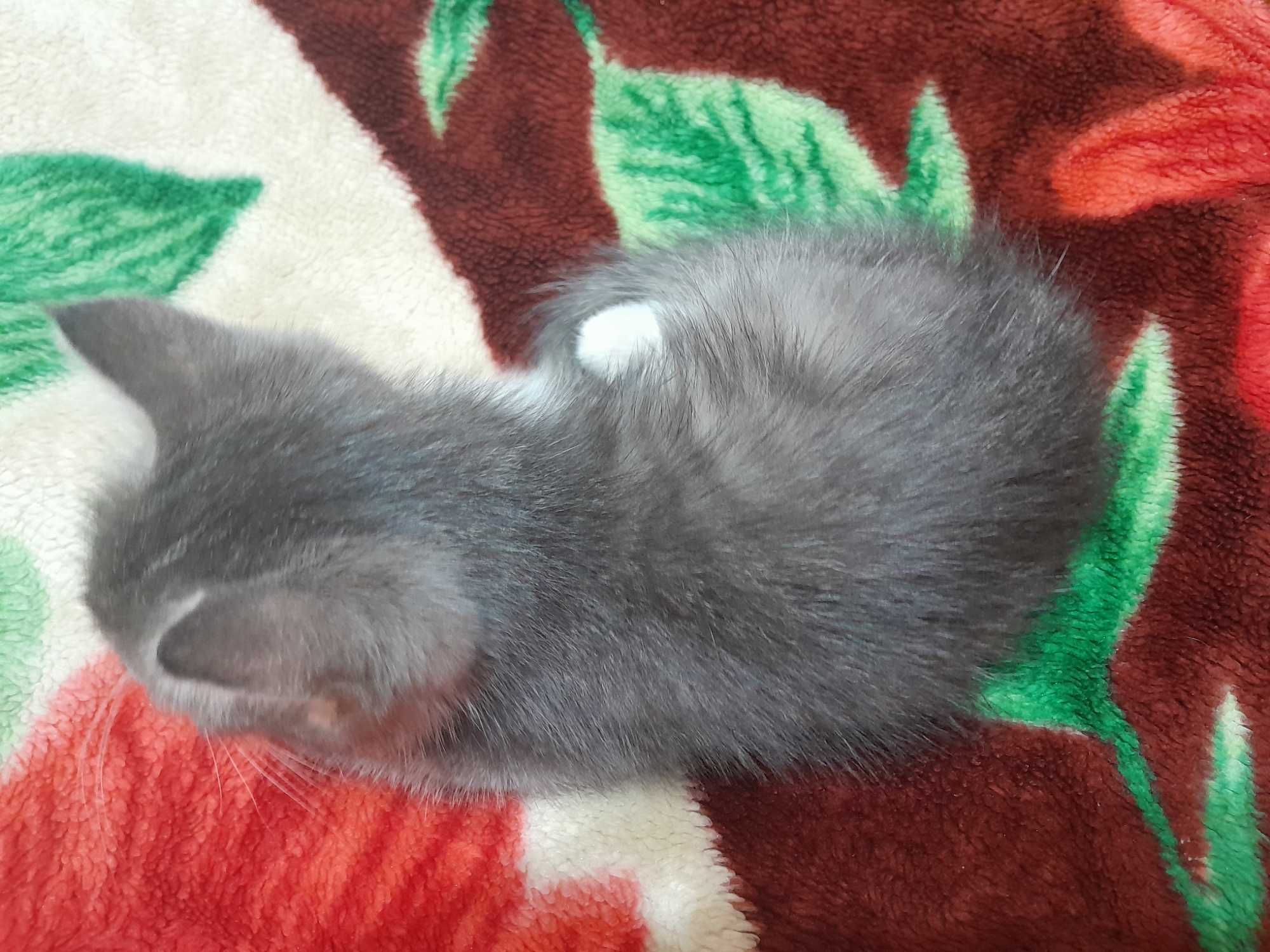 Маленький котик в хорошие руки
