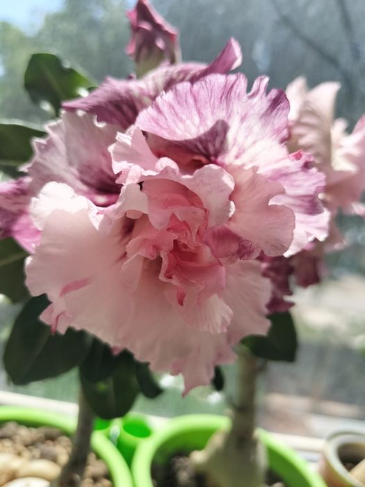 Цветы разные, адениумы, розы, филодендроны, сингониумы