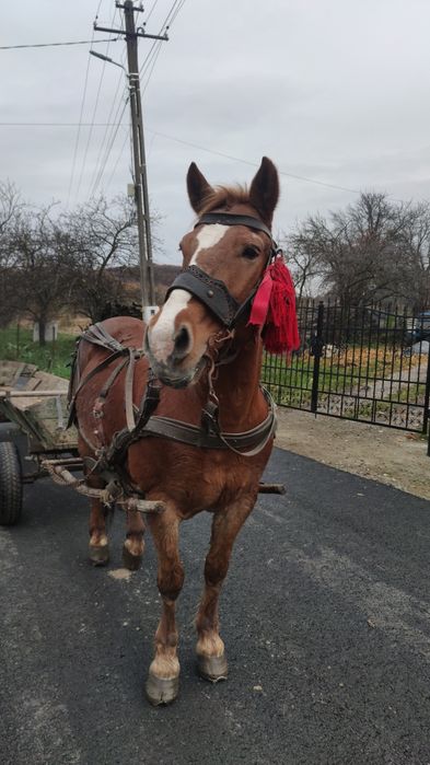 Vând iapă bună la probe