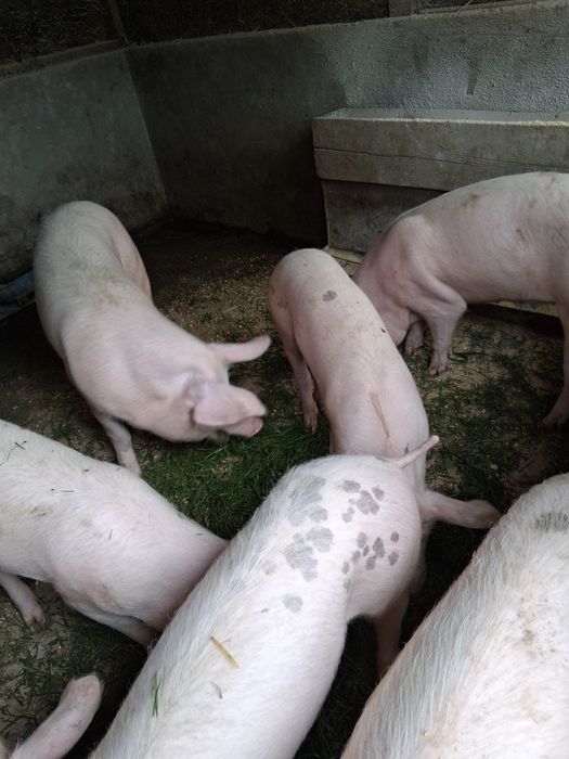 Disponibili legume de congelator