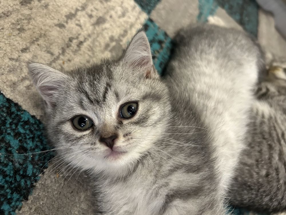 British shorthair taby