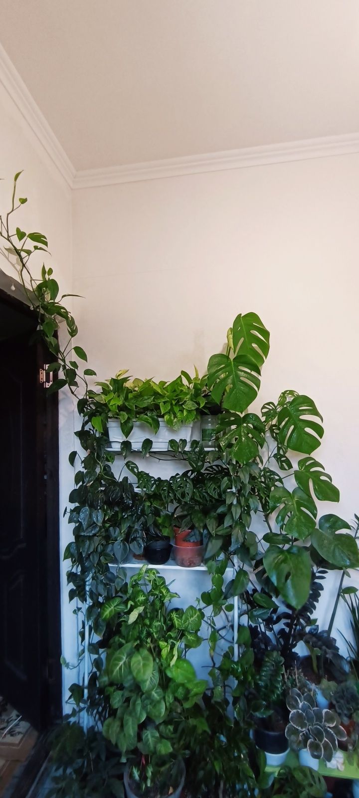 Свои комнатные растения