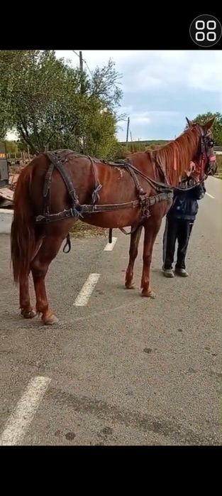 Iapa de 6 ani ,garantata și de fuga și de greutate