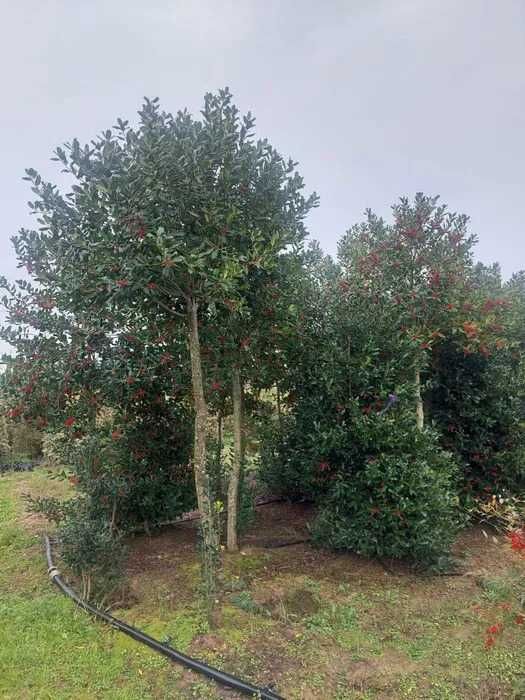 Vand Laurul Ilex Variegata