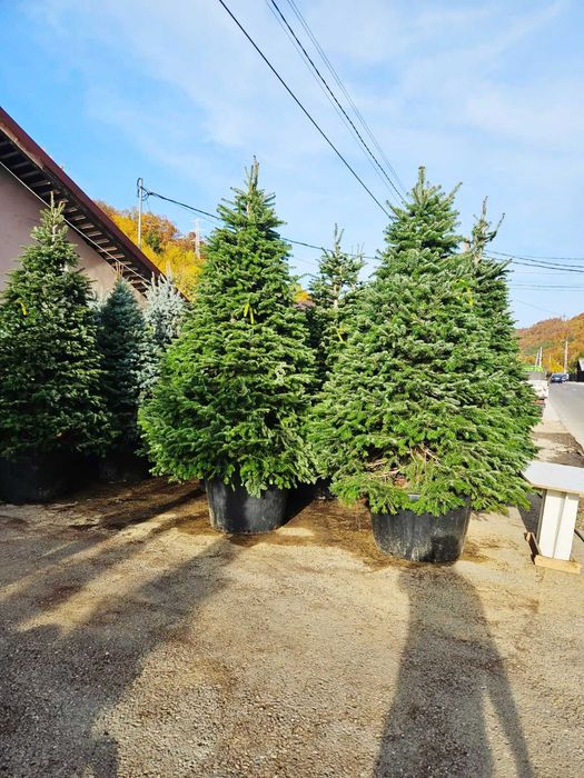 PonPon Maslin , Chiparos Albastru  Leilandy Brad ! Plante Ornamentale