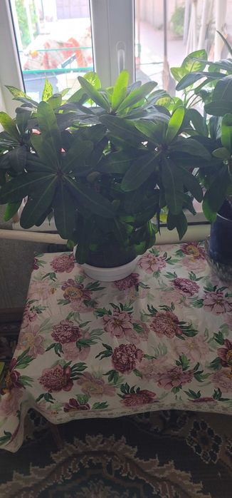 Цветы домашние не дорого