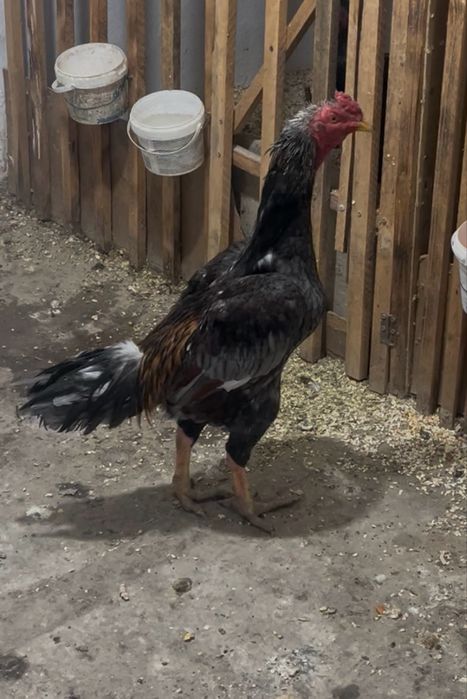 Дакан мартский ……..