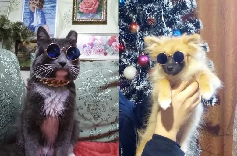 Слънчеви очила за котки и кучета