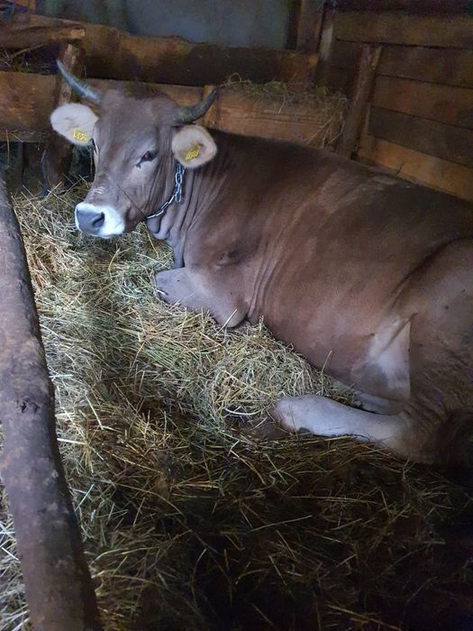 Bruna de maramures,de doi ani  la prima fatare gestanta in  6 luni.
