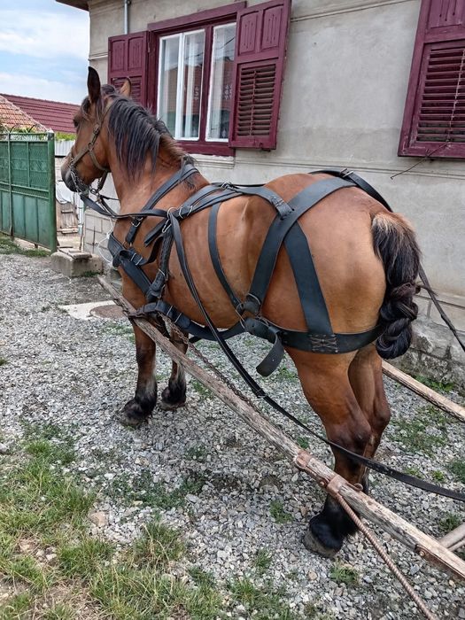 Vand iapa de 4,5 ani gestanta in 3,4 luni