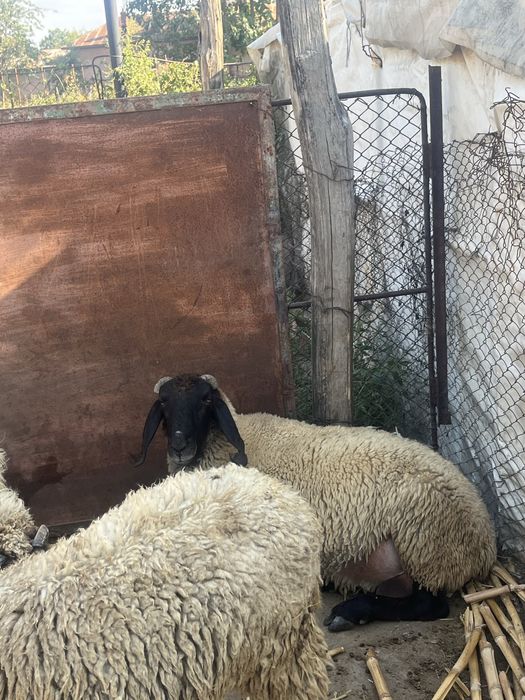 Vand 7 mielute carabase si un berbec
