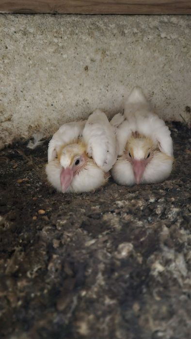 Porumbei albi voiajori pui.