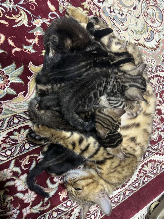 Бенгальские котята