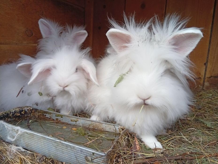 Vând iepuri românești