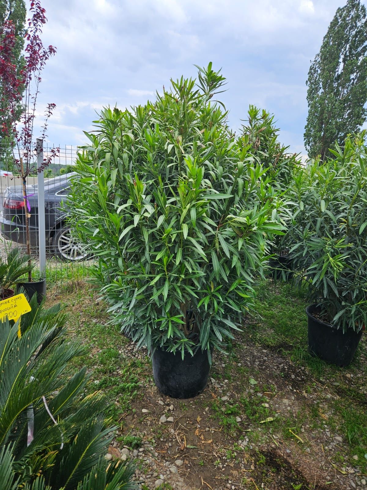 Leandru (nerium oleander)