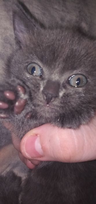 Катенок в добрые руки