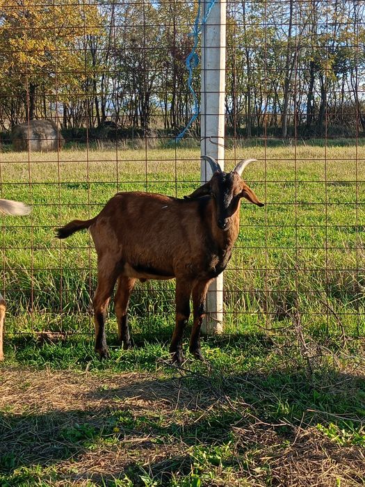 Țapi din primăvară