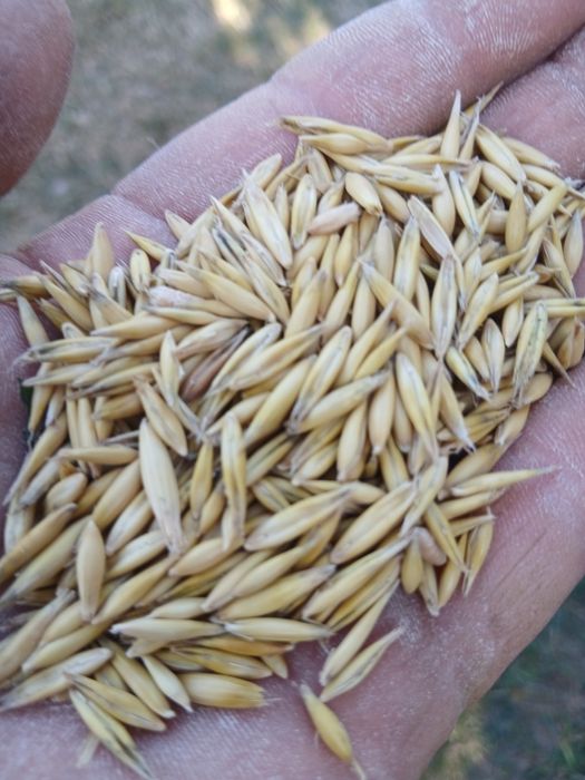 Ovaz  frumos  și de calitate