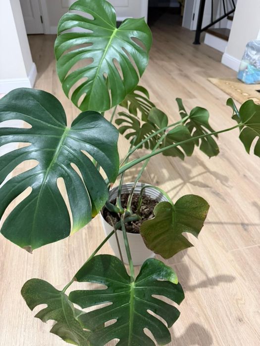 Домашний цветок  манстеро