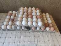 Продаю домашние куриные яйца