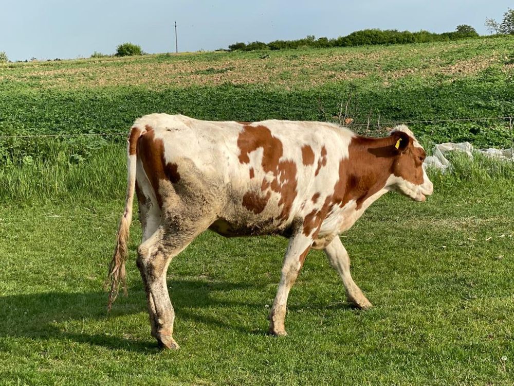 Vitele Holstein cu genetica buna