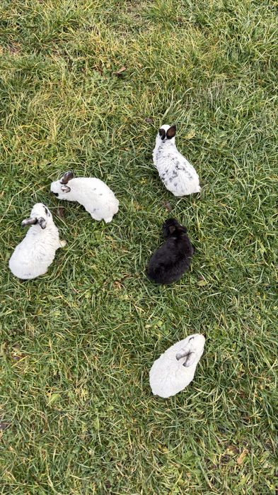 Vand pui de iepure rasa pura rex