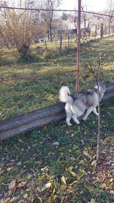 Husky pentru adopție mascul și femelă